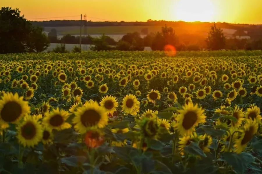 Imagem Campo de Girassol